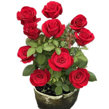 玫瑰花苗【买2颗发3颗】当年开花四季开花室内外花卉绿植物盆栽花卉观花植物庭院阳台蔷薇月季花苗 T和谐幸福【花色随机】