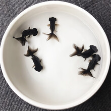 优鱼若宠 观赏鱼活体 水族宠物鱼 精品金鱼活鱼 大金鱼 小金鱼活体 冷水鱼淡水鱼 大眼金鱼 4-5cm黑蝶尾6条