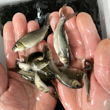鲤鱼苗活体大鱼苗淡水稻田稻花红尾观赏鱼养殖小鱼苗食用鲤鱼鱼苗 鲤鱼50条7-10厘米送10%防死亡