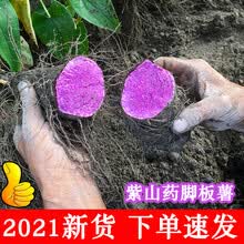 紫山药2021年新鲜紫玉淮山脚板薯江西赣南安远三百山毛薯广西大薯老树 2500g
