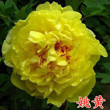 采缇 正宗洛阳牡丹花苗盆栽精品观赏牡丹苗四季室外阳台花卉大苗多花 姚黄(2到4分叉) 不含盆
