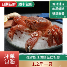 国内速冻红毛蟹1.2斤生冷冻大螃蟹海鲜新鲜水产海蟹
