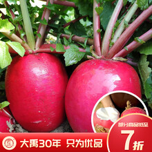 大禹 大红萝卜种子红皮白肉东北大红袍萝卜菜籽做馅生吃脆甜爽口庭院室内外盆栽种植 大红丰红皮萝卜种子  10克/袋