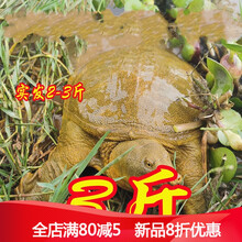 2斤外塘大甲鱼活体食用水库新鲜中华鳖王八团鱼鲜活水产 1000g 原味
