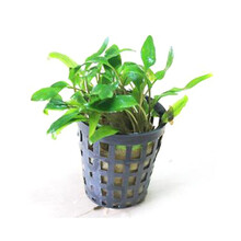 美人雾 椒草活水草前景造景水草鱼缸水族箱造景叉柱花温蒂羽裂椒草水草活体 绿温蒂椒