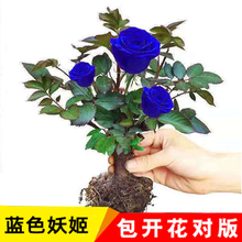 盆栽 玫瑰花盆栽老根花苗月季四季开花室内带苞植物5 蓝色妖姬两颗10年苗+肥+盆 含盆