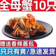 大闸蟹鲜活特大全公母蟹螃蟹六月黄现货礼盒装海鲜水产0.8-3.5两 全母)2-2.5两10只