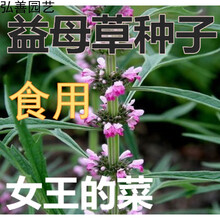 益母草种子 四季播种易活中药益母草种子 益母草种子半斤