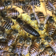 中蜂蜂王种王优质种良种高产蜜蜂蜂王活体产卵王双色杂交处女王 大力处女王