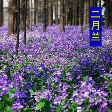 蝶沾花 室外耐寒花卉种子二月兰种子花籽四季种易活花种子春秋播宿根花草种子诸葛菜花种籽耐荫园林工程绿化 二月兰 半斤
