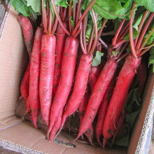 寿禾  水萝卜种子凉拌红皮罗卜阳台东北种植蔬菜菜籽种籽 中蔬1号水萝卜种子 10g/袋