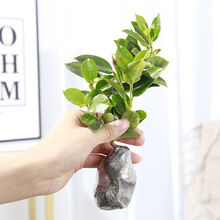 蓝雪花苗阳台盆栽观花耐热好养植物花园庭院爬藤攀援花白雪花藤本 飘香藤1颗（红色） 不含盆（原土发货）