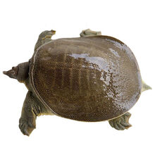 甲鱼活体团鱼生鲜水产龟王八散养 2.5-2.3斤 老鳖