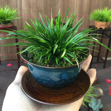 刘阁兰花 建兰金边鹤艺 黄金鹤 夏带花苞出售兰花苗盆栽室内花卉绿植 金钱菖蒲9.9元1盆，带原塑料盆发货