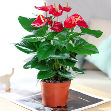 红掌盆栽植物室内花卉好养水培一帆风顺大盆水养四季常青绿植盆栽 特级红掌30-40厘米2-3颗原盆(+肥料) 含盆