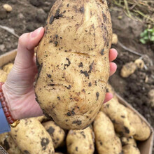 【比买菜便宜】新鲜大土豆马铃薯现挖现发黄心土豆5/10斤批发 带箱10斤中果