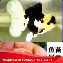 百褶裙金鱼活鱼精品泰狮f1观赏淡水冷水原泰亚成活体 4-5cm水墨百褶裙苗 待转色 1条