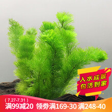 水草活体懒人草鱼缸造景水草活体套餐鱼缸水草有茎类水榕中后景真水草活体水草水族箱装饰小鱼缸造景 绿菊（5只一组）