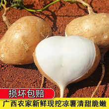 新鲜凉薯时令土瓜1/9斤孕妇蔬菜豆薯农家红土白沙地瓜小番薯 3斤