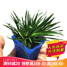 云峰海瑞 鱼缸造景真活体水草草坪水草种子鱼缸草缸造景水族箱装饰前景水草 金边钱菖蒲（高6cm）小方杯1杯