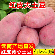 2021新鲜云南红皮土豆马铃薯高山种植5/10斤整箱洋芋马铃薯 2500g