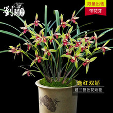 刘阁兰花 传统建兰名品复色花 逸红双娇  现带花苞出售好养易活盆栽精品兰花苗 5苗连体裸根 带花苞