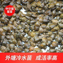 中华鳖小甲鱼苗活体水甲鱼苗王八团鱼苗生态外塘养殖甲鱼 3-4克(刚出生小苗) 20只(公母随机)