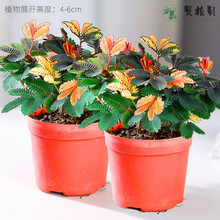 彩虹含羞草盆栽趣味植物阳台室内教室小绿植好养活五彩花卉害羞草虎雀 彩虹含羞草【原盆*2盆】 含盆
