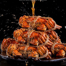 【全母大蟹】花雕熟即食6只蟹蟹香蟹熟食蟹欧因 香辣大闸蟹6只(1.8-2.1两)