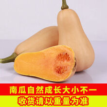 爆甜新鲜奶油南瓜10斤孕妇婴儿辅食小南瓜甜面板栗贝贝老南瓜5斤 【较甜】奶油南瓜5斤