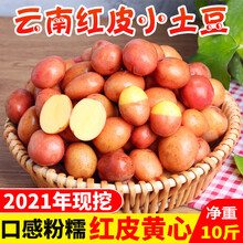 大地果缘 云南黄皮红皮迷你小土豆5斤新鲜老品种农家自种黄心红心10 2500g