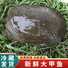 【冷藏发货】鲜活甲鱼 包活送达 公甲鱼活体王八中华老鳖 米金船卡 足斤2斤 整箱装(内2只)