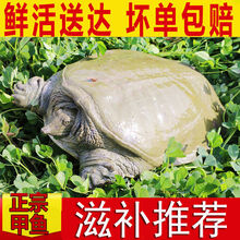 公雄大甲鱼鲜活活体食用团鱼海鲜鲜活王八中华鳖营养老鳖 诺斯食美 【公甲鱼】2.5斤1只