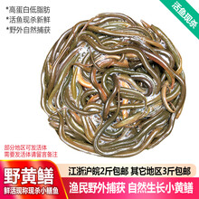 品鲜肴 淡水鱼 黄鳝/长鱼/鳝鱼野外捕抓 鲜活现杀生鲜水产（净膛前） 约500g1斤称12-15条现杀（1两以下每条）