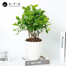 九千谷 茉莉花盆栽竖纹自吸盆 四季开花虎头茉莉花苗四季开花办公室花卉绿植茉莉花苗虎头茉莉花 8652