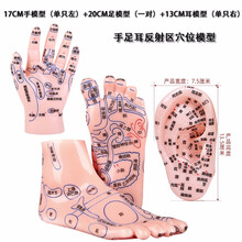 润石 手足耳模型反射区穴位足底按摩模型脚耳朵中医诊所卫校参考教学清晰刻字 17CM手+20CM足+13CM耳