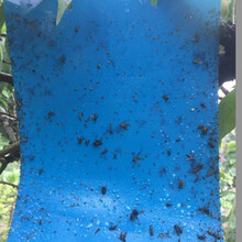 大实蝇诱蝇球粘虫球黄板果树花园灭苍蝇食蝇贴针蜂果蝇诱捕器 双面蓝色粘虫板20*25cm【20张】