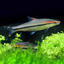 青青自然 热带观赏鱼一眉道人淡水鱼草缸群游鱼好养易活水族箱宠物鱼活体 一眉道人2-3cm鱼苗（10条）