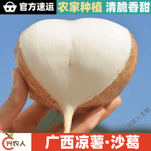 广西凉薯沙葛 孕妇果蔬 地萝卜 蔬菜 白地瓜  产地直发 大果(半斤以下) 5斤净重【泡沫箱包装】