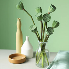 九月生 观赏带杆莲蓬 夏日新品 客厅装饰水培绿植新鲜插花花材带杆莲蓬10枝
