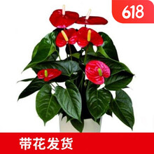 白掌盆栽水培植物办公室内花卉好水养的绿植红掌四季开花 单颗红掌(2-3朵花)+营养液 含盆