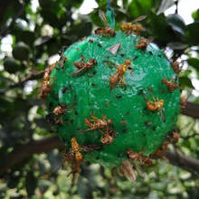 诱蝇球柑橘大实蝇果树粘虫球果园瓜果实蝇粘蝇球粘果蝇针蜂诱捕器 绿色8cm柑橘大实蝇/果蝇/针锋专用 30个实用装【送2个粘蝇球】