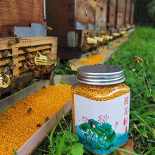 荷花粉新鲜高品质活性天然健康美丽女性食用荷花粉破壁广昌蜂花粉【7月6日发完】 新鲜荷花粉250g