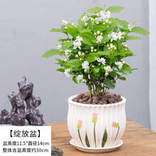 紫兮澜 茉莉花盆栽花卉观花植物室内阳台四季种植花苗开花浓香型好养易活老桩绿植净化空气 茉莉花10-12颗【绽放盆】 种好发货