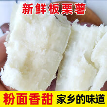 新鲜白心红薯栗子板栗白薯干面香粉甜白瓤沙地地瓜番薯5/10斤 现挖小果 5斤