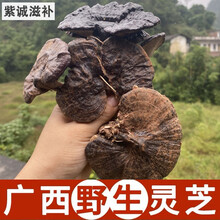 杞里香 广西野外生黑灵芝250g整枝特级黑林芝可切片紫灵芝孢子粉