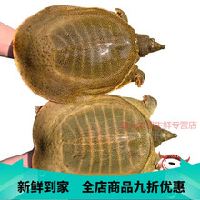 迈啃吱（MAIKENZHI）外塘大甲鱼活体外塘王八中华海鲜老鳖团水龟甲鱼 2.5-3斤【外塘放养】 外塘青黄背