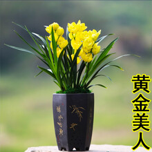 超香名贵兰花【金玉满堂】浓香大花朵盆栽室内花卉建兰绿植兰草 黄金美人2苗连体