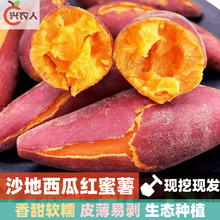 （现挖现发）西瓜红蜜薯 红薯 地瓜  绵甜山芋 沙栗番薯 网带精包装 5斤 小果