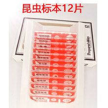 儿童显微镜标本切片 中小学生生物科学实验科普昆虫植物动物玩具 昆虫标本12片(红色)